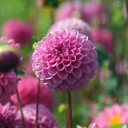 Dahlias, Dahlia Types, dahlia Varieties, Cactus Dahlias, Semi Cactus Dahlias, Decorative Dahlias, Pompon Dahlias, Ball Dahlias, Anemone Dahlias, Collarette Dahlias, Mignon Dahlias, Single Dahlias, Peony Dahlias, Orchid Dahlias, Waterlily Dahlias